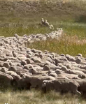 Sheep<br/>Complete Dispersal Isenberger - Litton Livestock