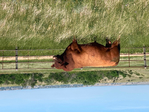 Red Angus Yearling Bulls<br/>Lytle Red Angus - Best Last Chance Sale
