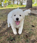 Great Pyrenees Puppies<br/>Purebred Great Pyrenees